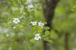 Yellowleaf hawthorn